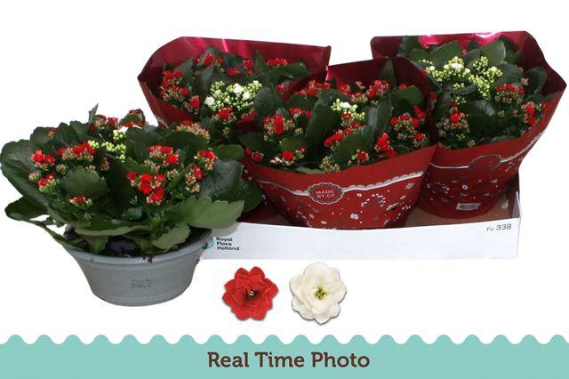 <h4>!! PROMO !! KALAN CALAN XMAS CARNAVAL P23</h4>