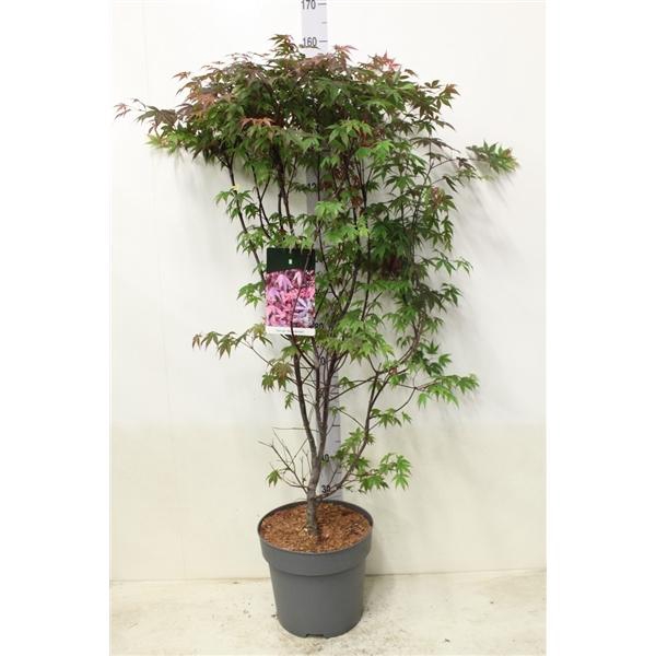 <h4>Acer palmatum 'Atropurpureum' P32 potgekweekt</h4>