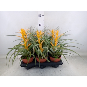 Tillandsia