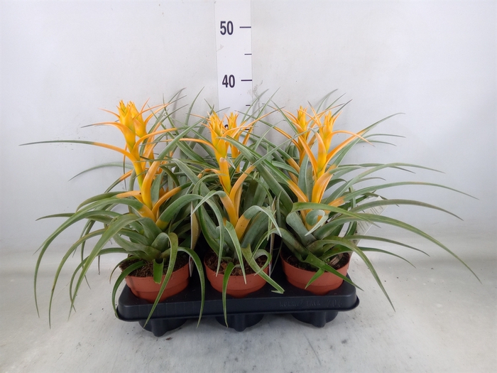 <h4>Tillandsia</h4>