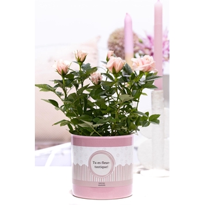 Rosa light pink in P&P cadeau concept: TU ES FLEURTASTIQUE!