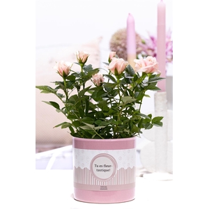 Rosa light pink in P&P cadeau concept: TU ES FLEURTASTIQUE!