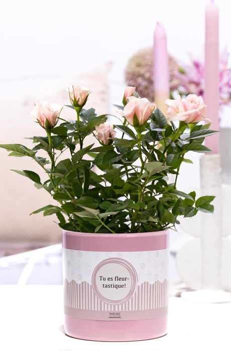 <h4>Rosa light pink in P&P cadeau concept: TU ES FLEURTASTIQUE!</h4>