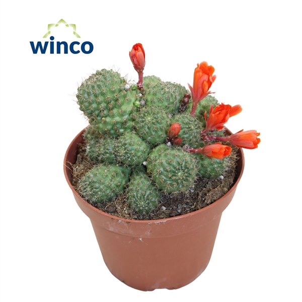 <h4>Rebutia Nitida (flowering)</h4>