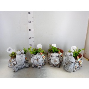 Arr.  Sempervivum L%