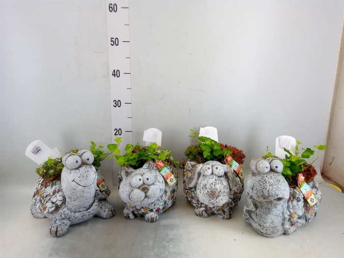 <h4>Arr.  Sempervivum L%</h4>