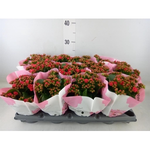 Kalanchoe blos.   ..rosebud