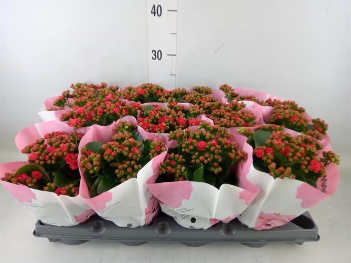 <h4>Kalanchoe blos.   ..rosebud</h4>