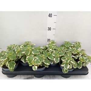 Plectranthus   ...