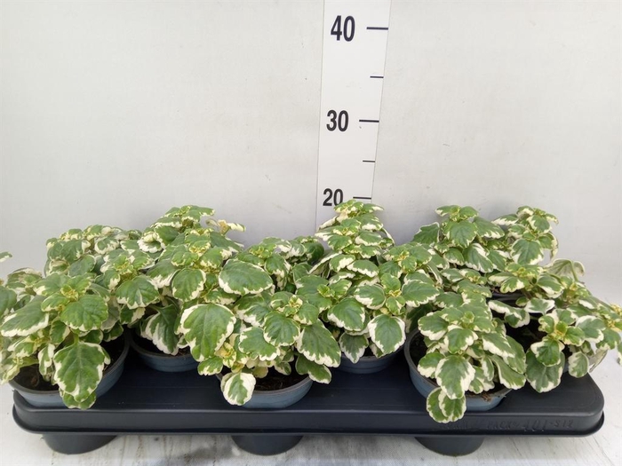 <h4>Plectranthus   ...</h4>