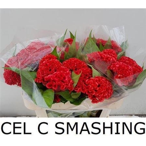 Cel C Smashing