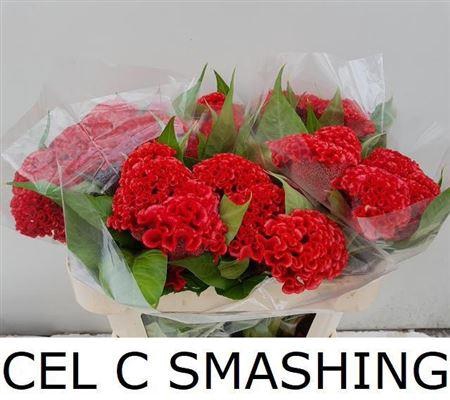 <h4>Cel C Smashing</h4>