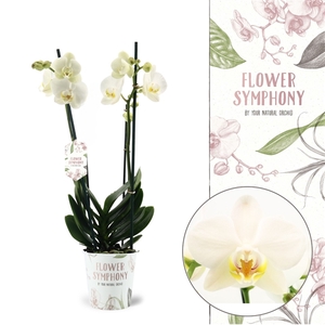 Flower Symphony | Ghent | Phalaenopsis 2 spike