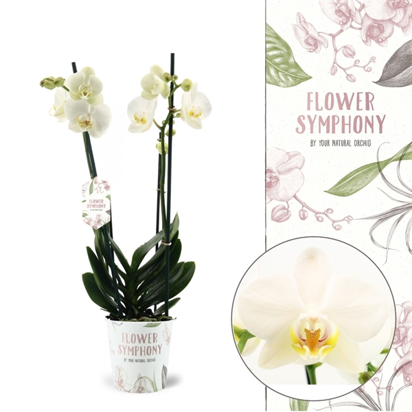 <h4>Flower Symphony | Ghent | Phalaenopsis 2 spike</h4>