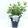 Viburnum tinus C2
