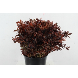 MYRTUS COMMUNIS ABS RED 400GR