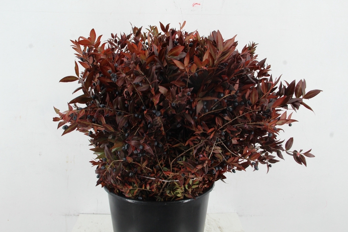 <h4>MYRTUS COMMUNIS ABS RED 400GR</h4>