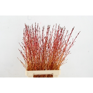 CORNUS SA WINTER BEAUTY PER STEM 080CM