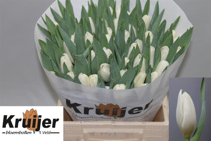 <h4>Tu En Kosmos</h4>