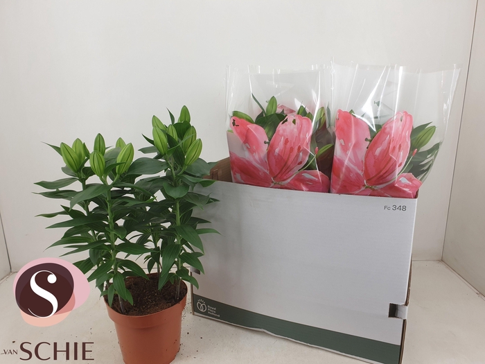 <h4>LIL OR REELEEZE</h4>