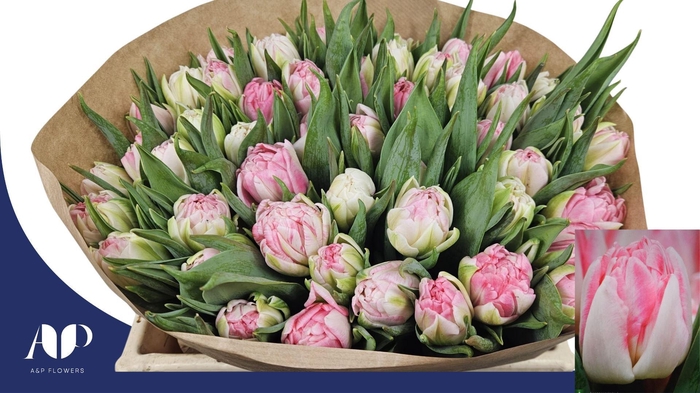 <h4>TULIPA DU 'FOXTROT'</h4>