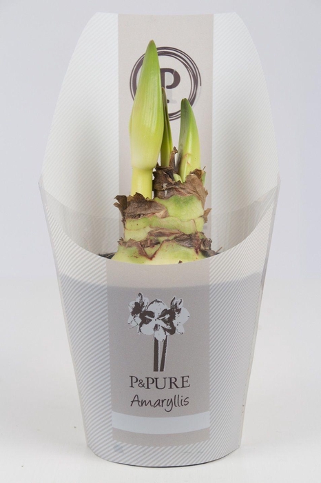 <h4>Hippeastrum white in P&PURE Collection sleeve</h4>