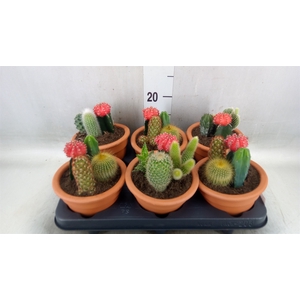 Cactus   ...