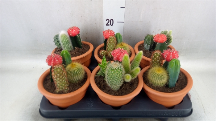<h4>Cactus   ...</h4>