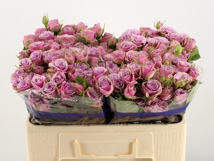 <h4>R TR PURPLE SKY</h4>