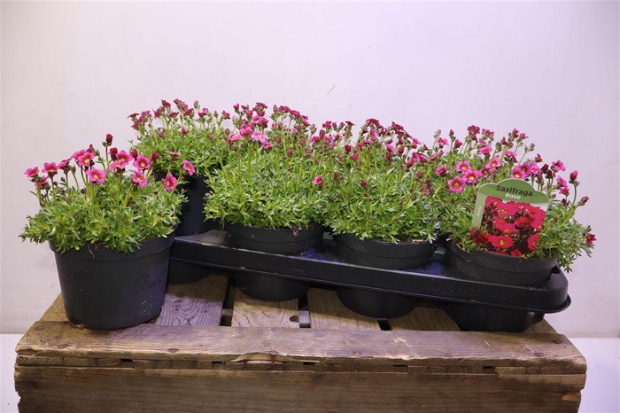 <h4>Saxif Ar Marto Rose</h4>