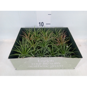 Tillandsia
