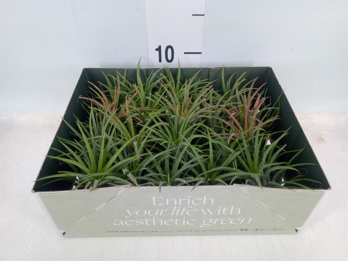 <h4>Tillandsia</h4>