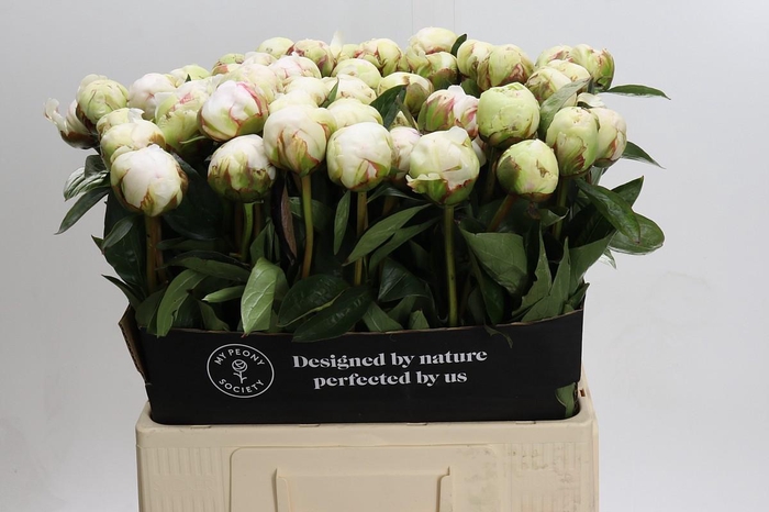 <h4>Paeonia Bowl Of Cream</h4>