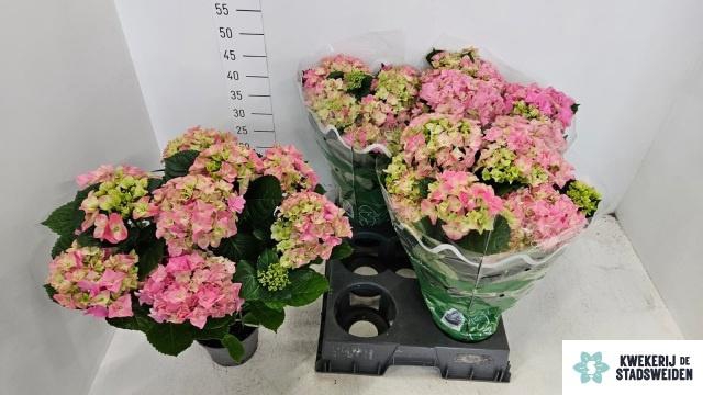 <h4>HYDR M EARLY ROSA</h4>