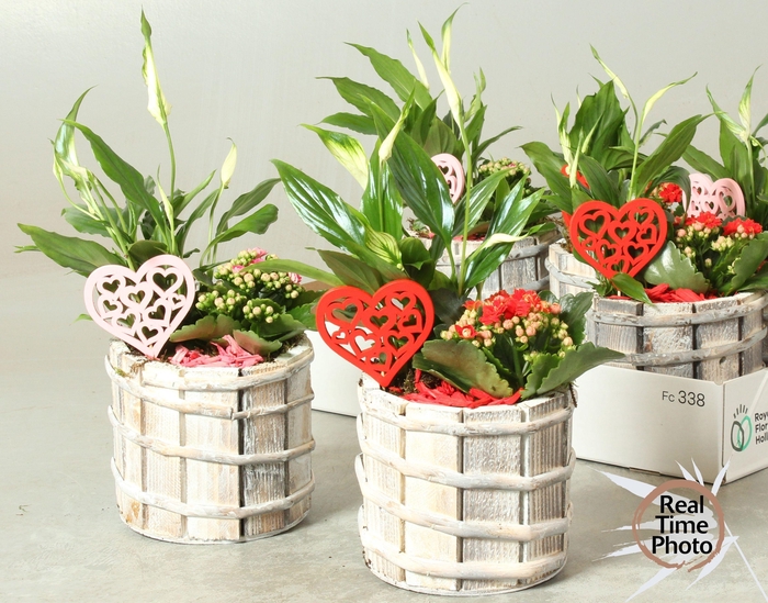 <h4>ARR KAMERPL</h4>