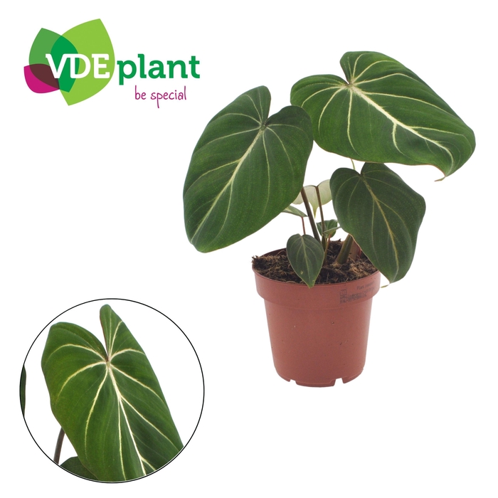 <h4>Philodendron Gloriosum 12cm</h4>