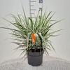 Arundo donax 'Versicolor'
