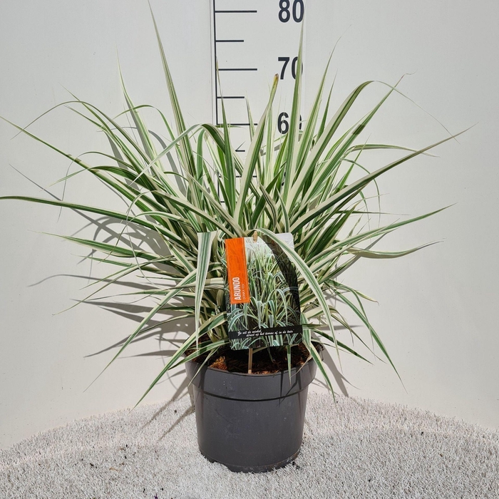 Arundo donax 'Versicolor'