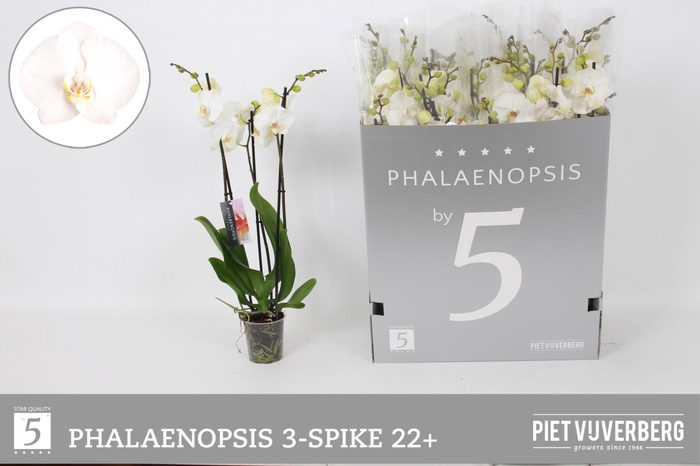 <h4>PHAL OV WIT</h4>