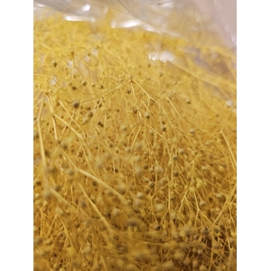 GESTABILISEERD GYPS MILLION STAR LICHTGEEL