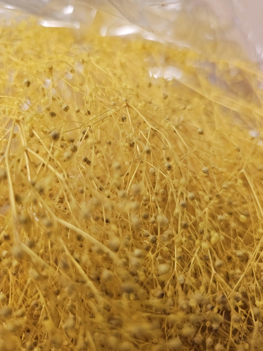 <h4>GESTABILISEERD GYPS MILLION STAR LICHTGEEL</h4>