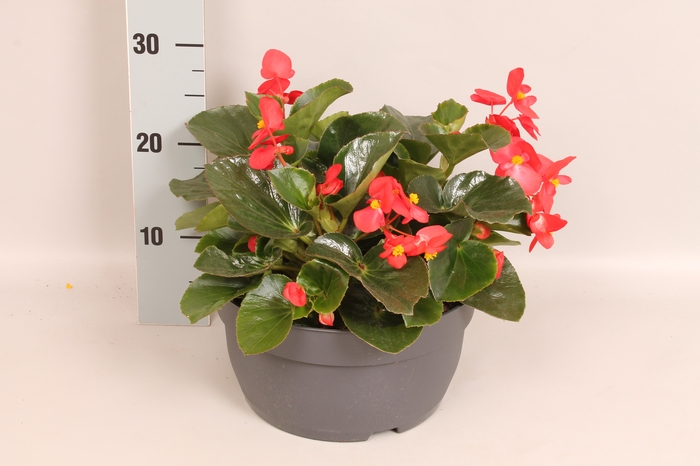 Schaal 26 Begonia Big green leaf Red