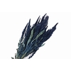 Amaranthus Blue Dark