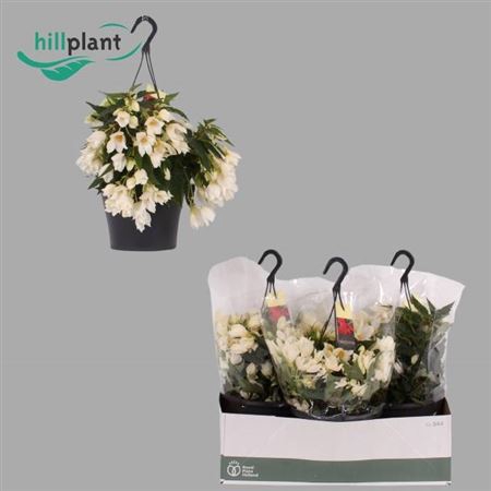 <h4>Begonia boliviensis Crackling Fire White</h4>