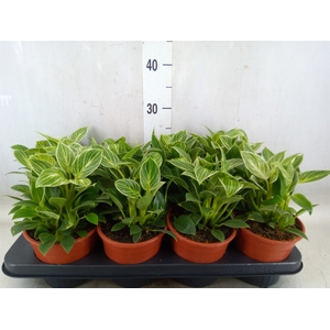 Philodendron  'Birkin'