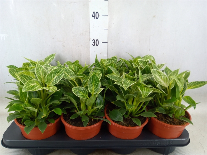 <h4>Philodendron  'Birkin'</h4>