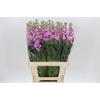 Matthiola Iron Pink