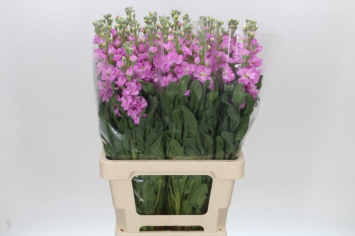 Matthiola Iron Pink