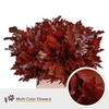 QUERC RUBRA 60CM RED