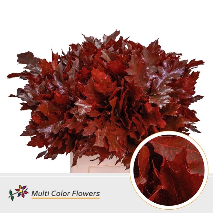 <h4>Quercus Rubra Red</h4>